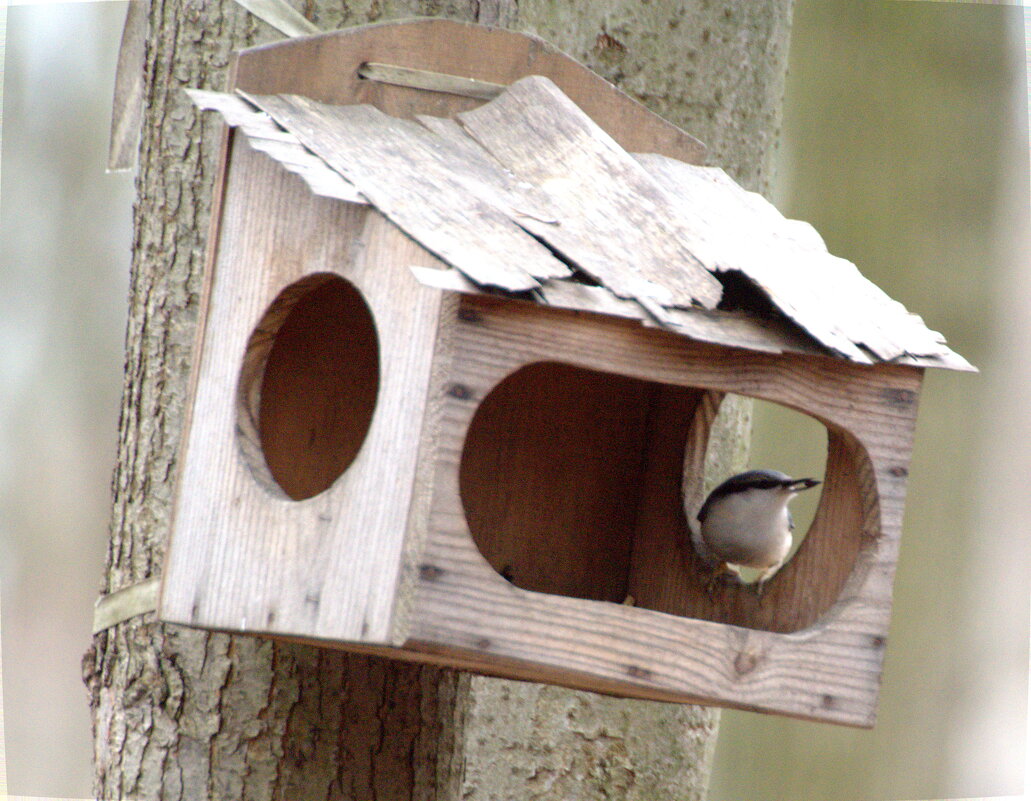 поползень на кормушке - Сергей Владимирович Егоров