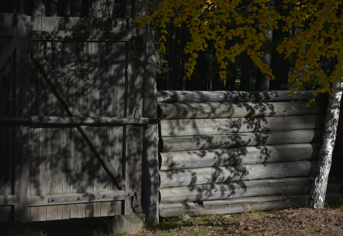 *** - Наталья Покацкая