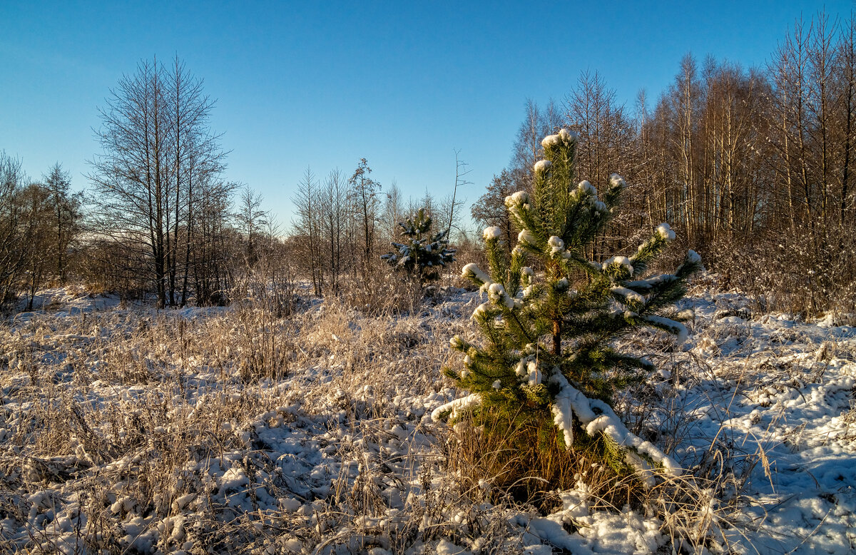 Первый снег 6 - Андрей Дворников