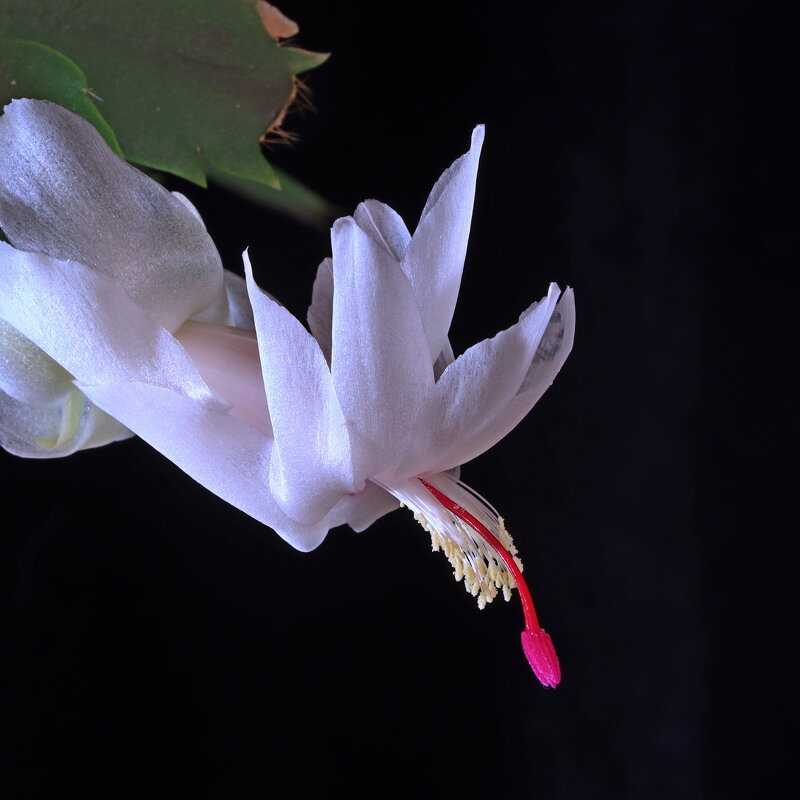 декабрист - Игорь Kуленко