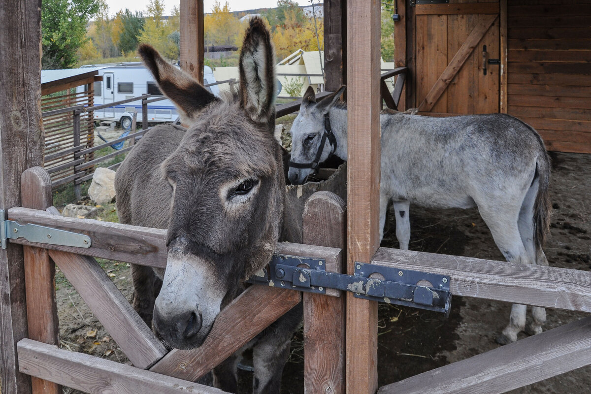Ослик Вадик и его подруга Ева - Татьяна Машошина