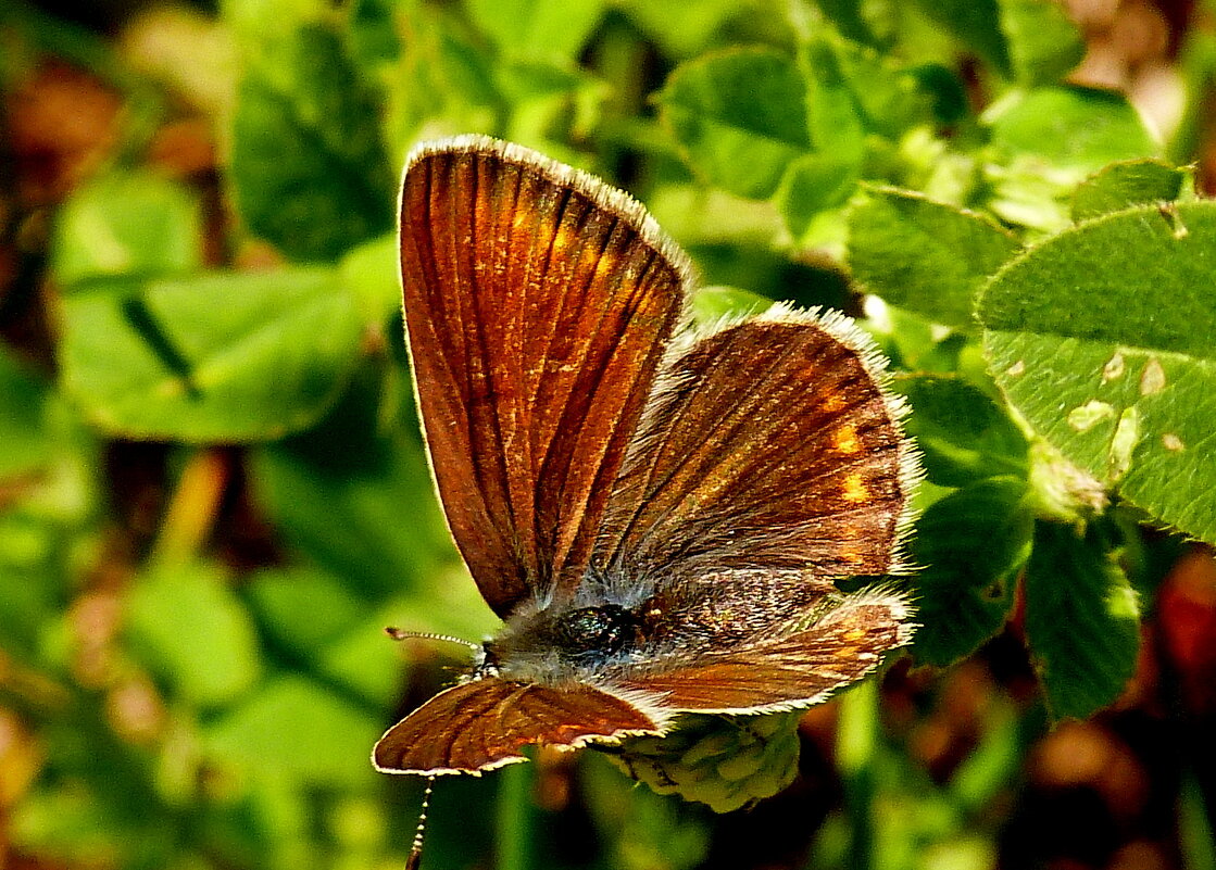опять про бабочек...66 - Александр Прокудин