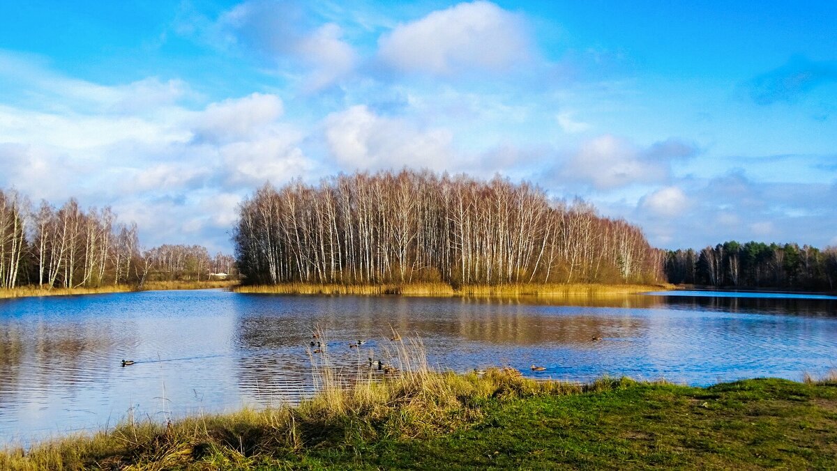 Природа Смоленщины в середине ноября. - Милешкин Владимир Алексеевич 
