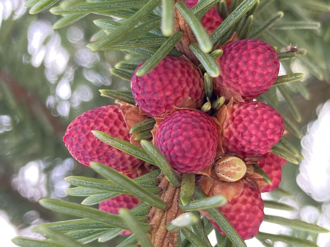 Шишечки - Ольга Савельева 
