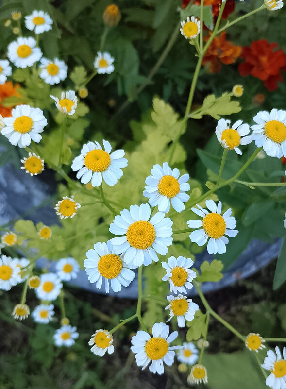 Цветочки - Ален Янн 