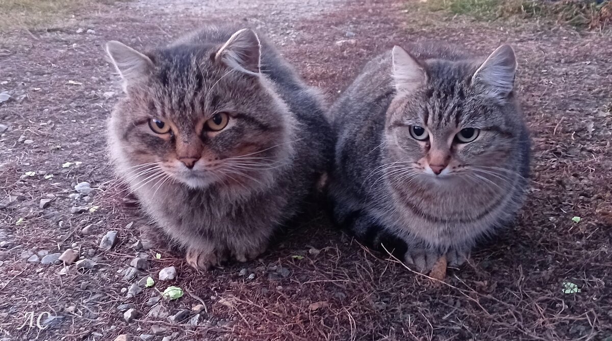 Вася и Алиса - Любовь Сахарова