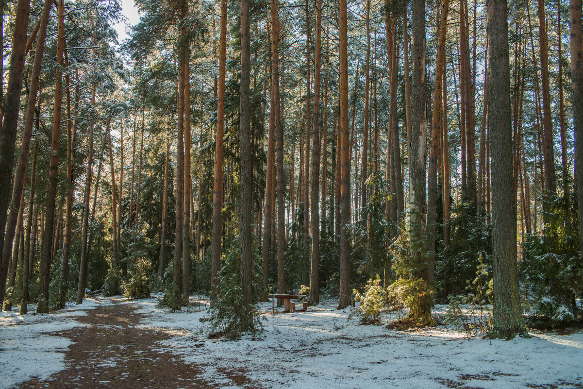 Во сосновом во бору. - Николай 
