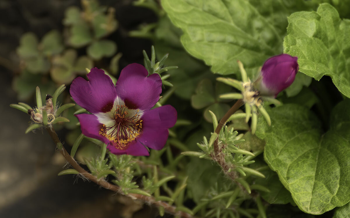 Схизантус - Игорь Сикорский