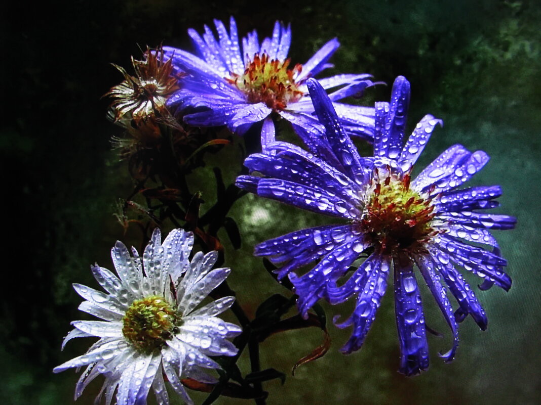 Тает снег - Людмила Смородинская