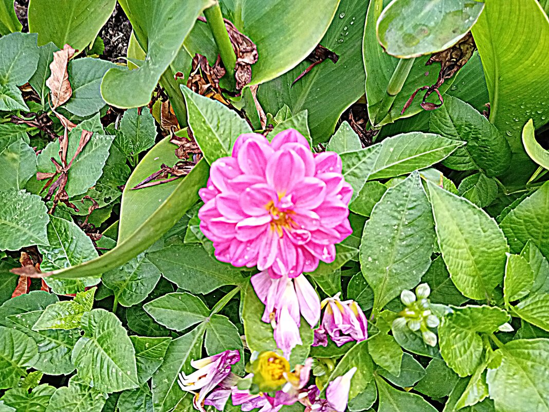 Цветы. - Владимир Драгунский Цветы. - Владимир Драгунский