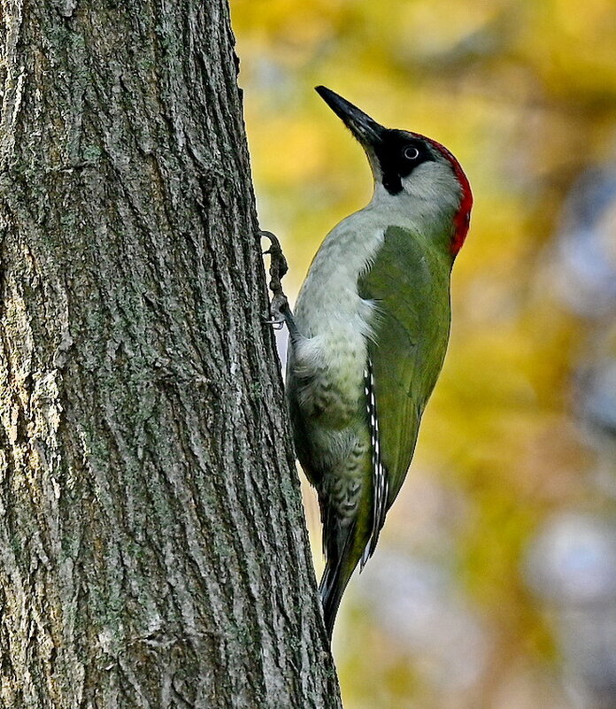 Зелёный дятел.. - Николай Саржанов