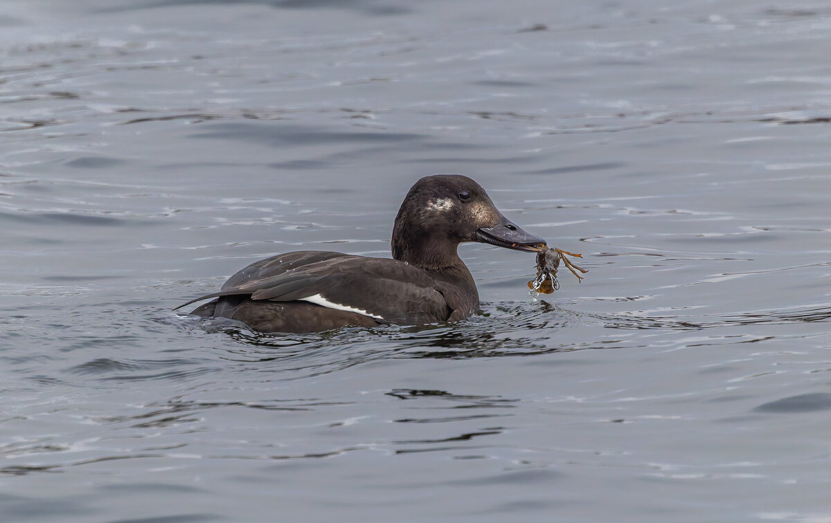 турпан. - юрий макаров