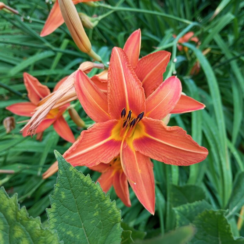 Летний - Елена Семигина