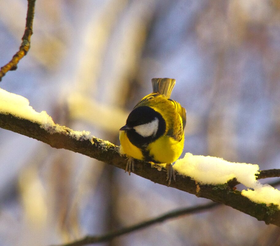 В позе наседки :) - Юрий Куликов