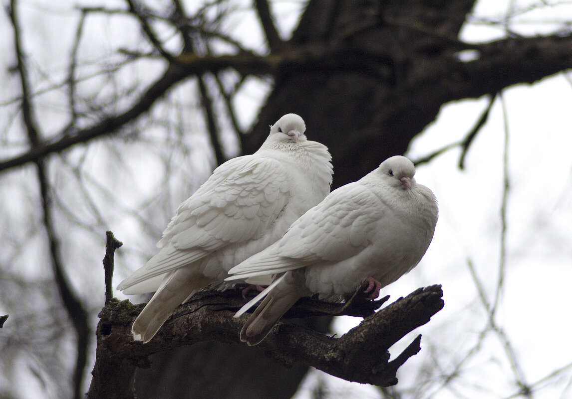 Голуби. - Александр 