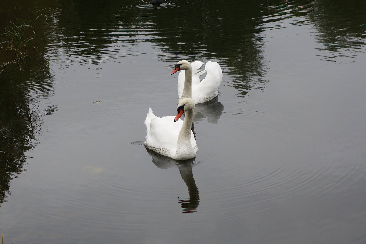 Лебеди в городе - Рита Симонова