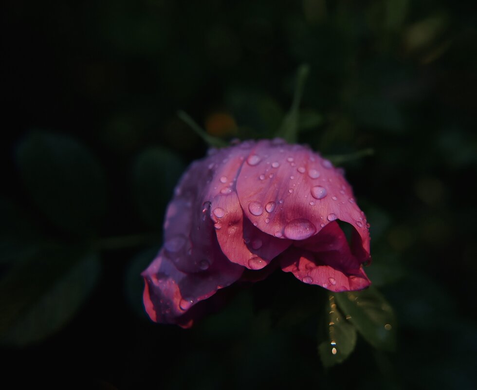 Капли воды на цветке - Анастасия Ильина