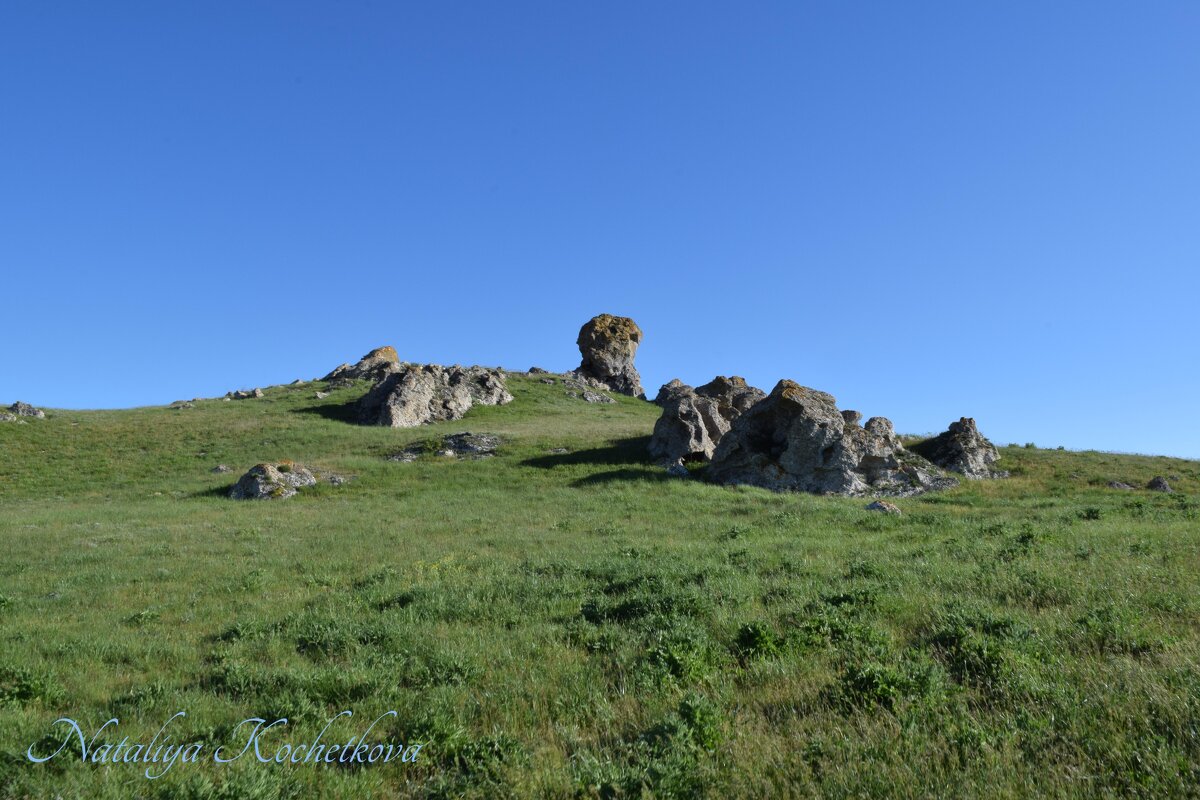 Природа Крыма - Amazing Cosmea