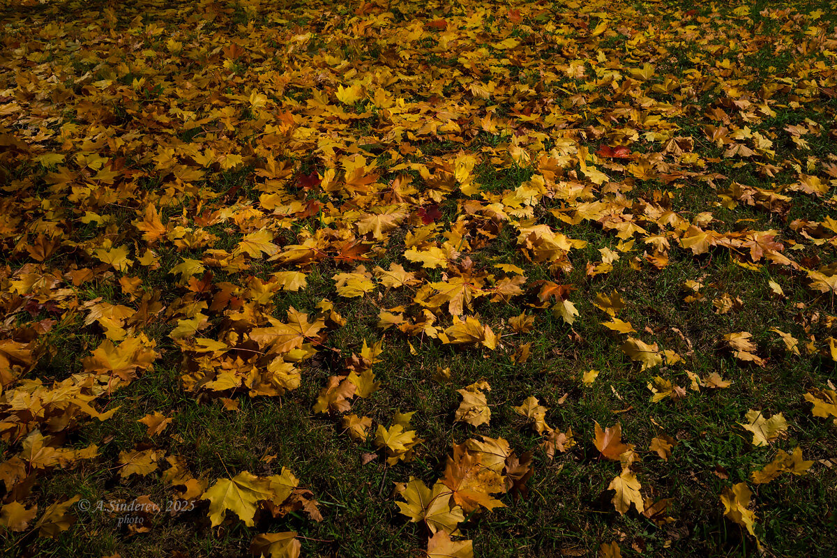 Листва осени в свете фонарей - Александр Синдерёв