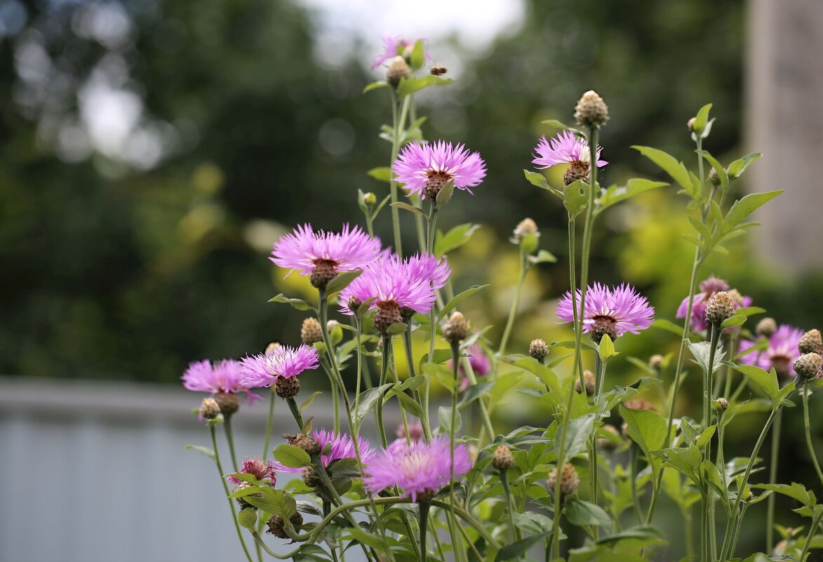 Василек - ZNatasha -