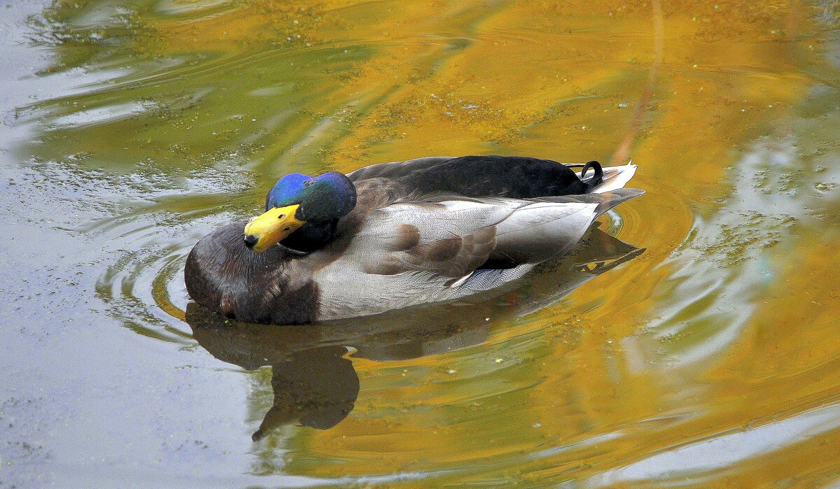 А вот и я..... - Анатолий Анищик
