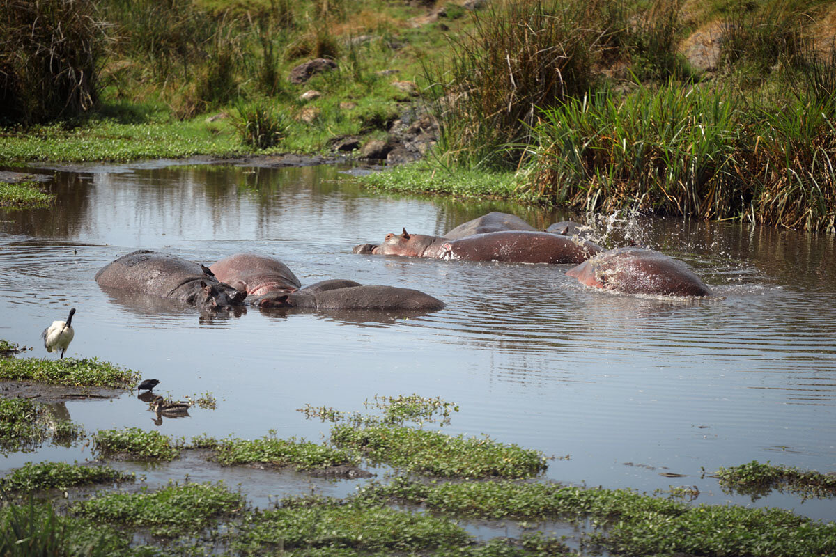 Про бегемотов... - Liliya 