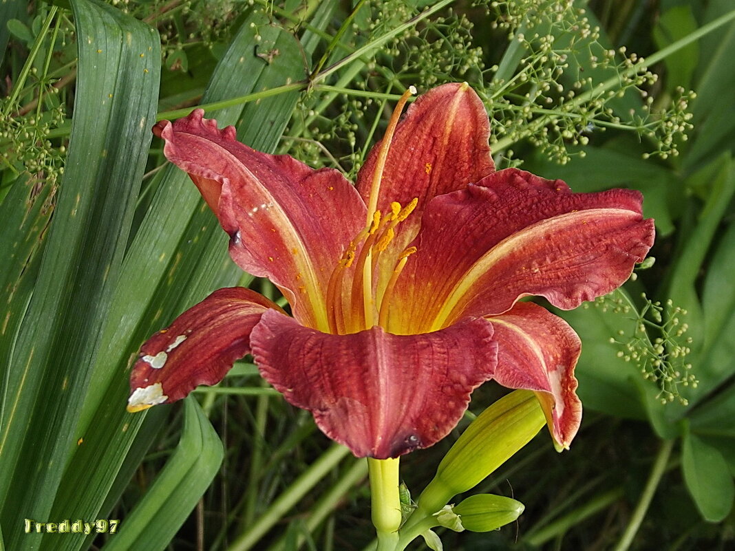 Как бокал вина... - Freddy 97