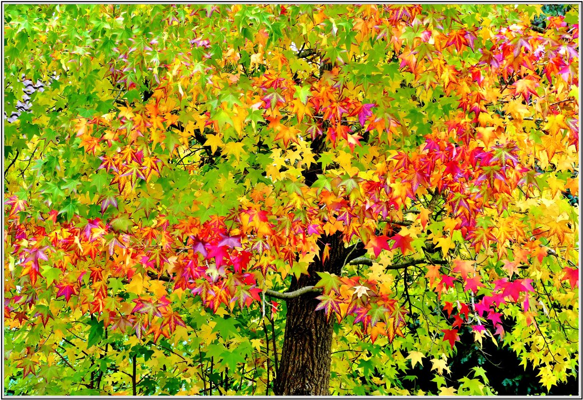 ОСЕНЬ... - Elvira E. 