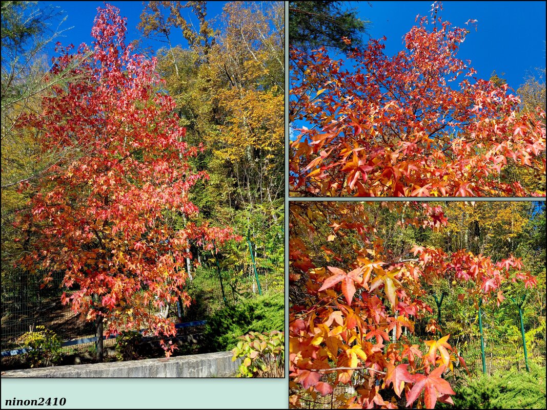Адлер. Скайпарк - Нина Бутко