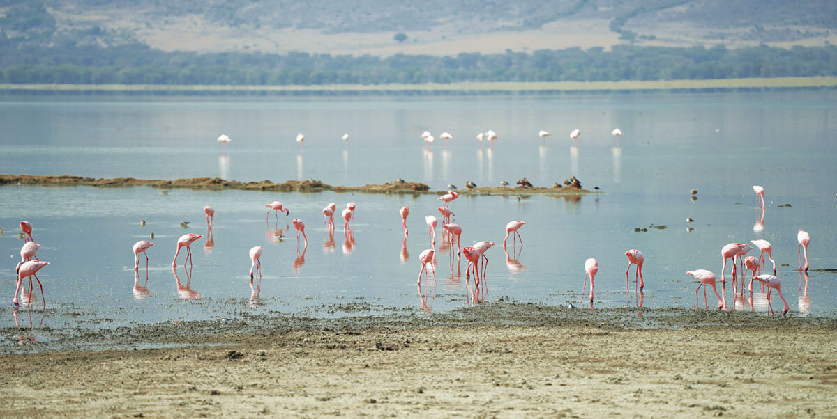 Фламинго в Нгоронгоро - Liliya 