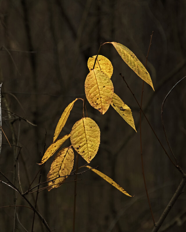 Последние - Сергей Фомичев