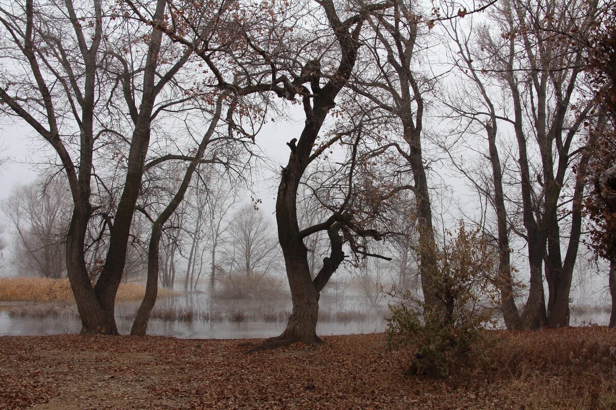 Туманъ - Олегъ Петрович