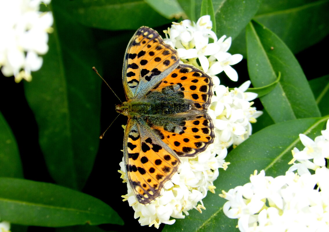 опять про бабочек...73 - Александр Прокудин