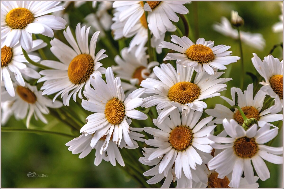 Про лето и ромашки ... - Aquarius - Сергей