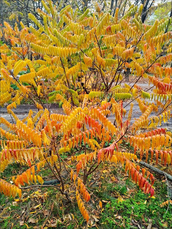 Осень! - Надежда 