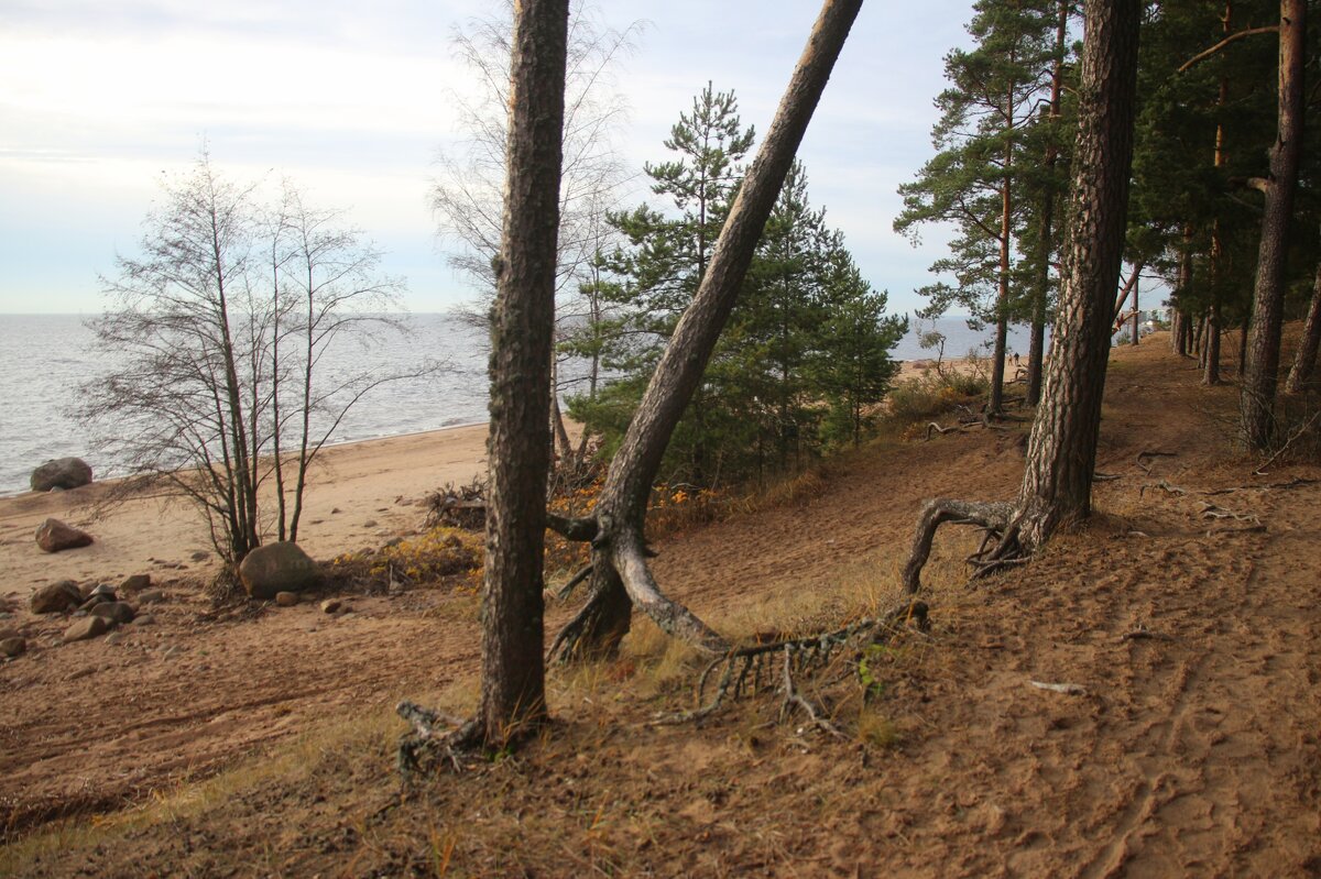 Репино - Наталья Герасимова