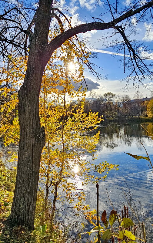 Краски осени. Петропавловский парк. - Михаил Свиденцов