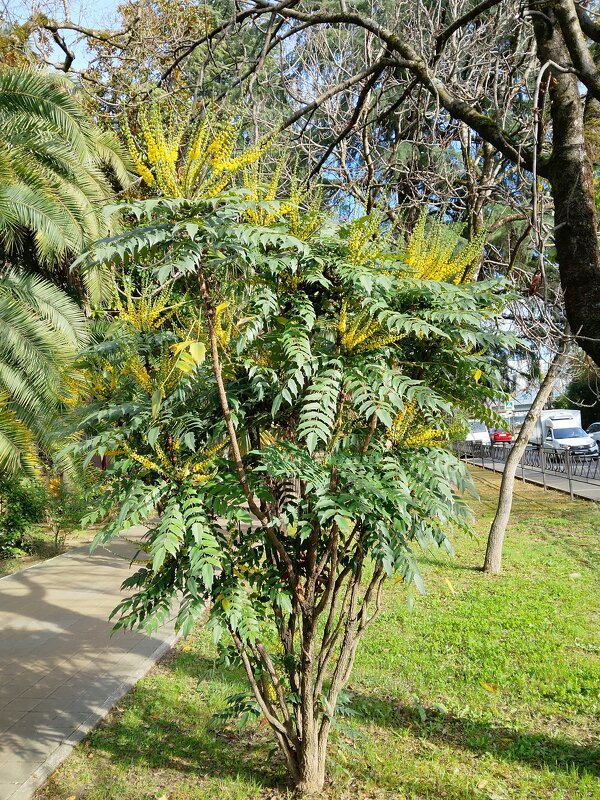 НОЯБРЬ.  МАГОНИЯ - Tata Wolf