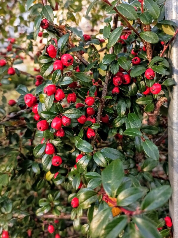 Прогулка по парку Кадриорг - Veera V