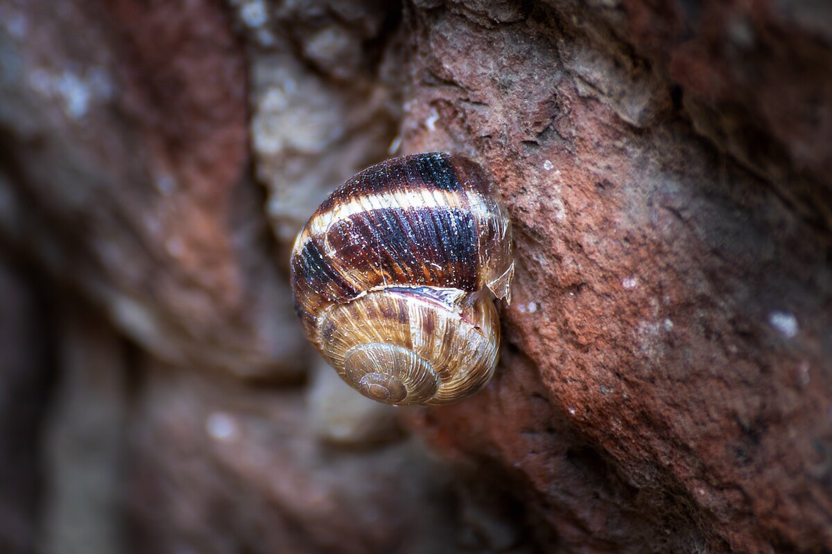 Дом без виноградной улитки - Игорь Сикорский Дом без виноградной улитки - Игорь Сикорский