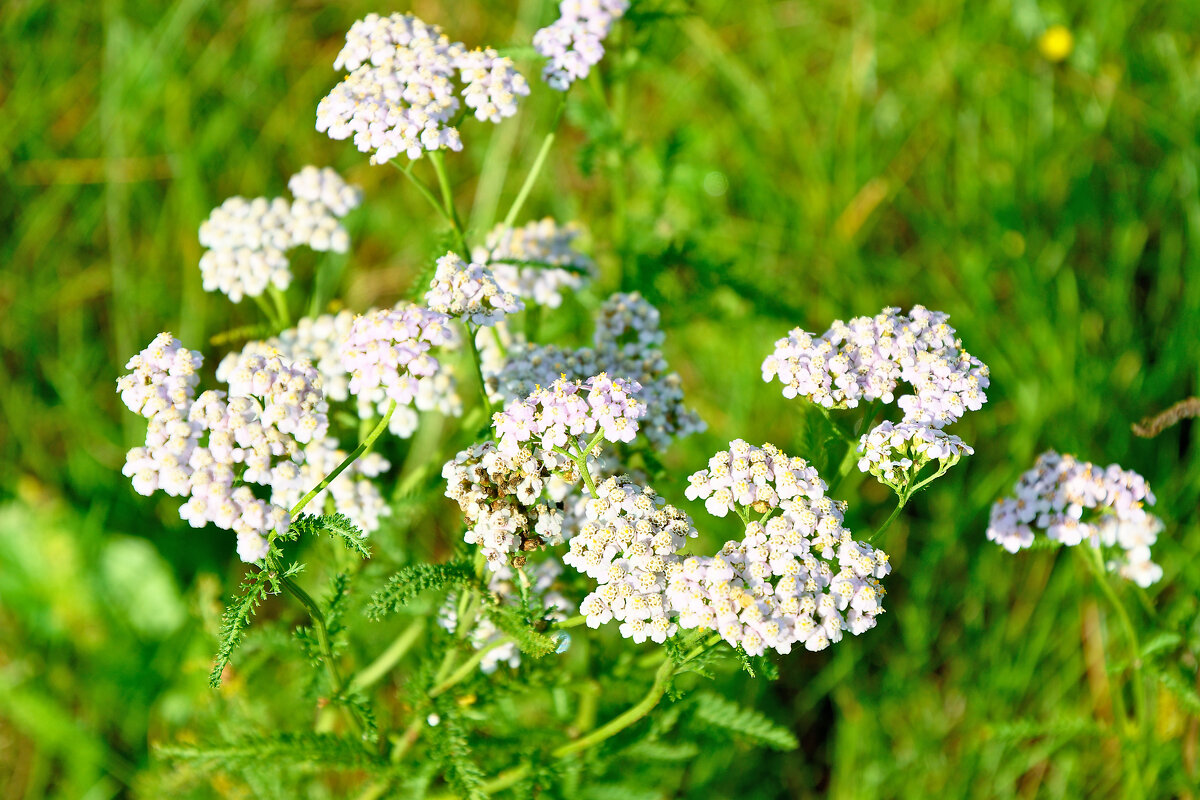 Тысячелистник - Дмитрий Конев