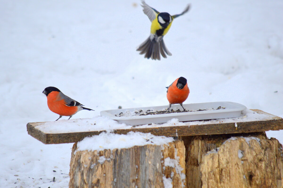 На обед) - Татьяна Лютаева