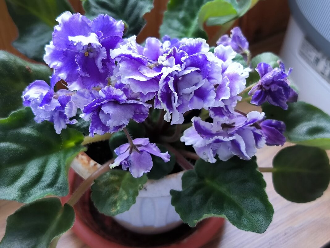 Первоклашка. - Ольга Первоклашка. - Ольга