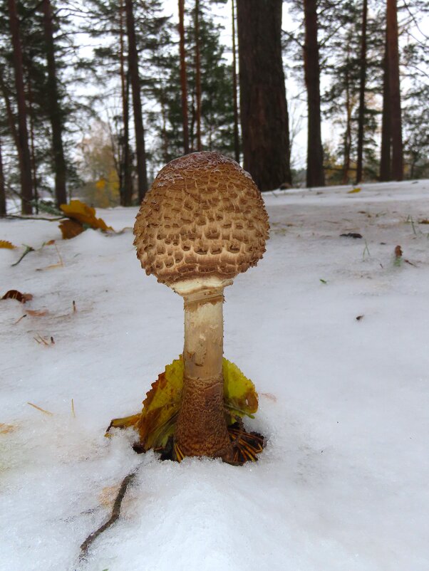 Поздний гриб или ранний снег - Ольга Митрофанова