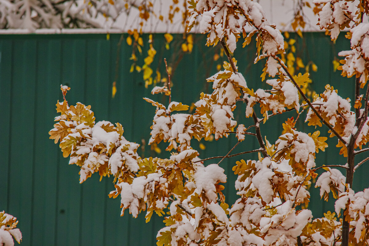 Не предсказуемый осенний снег. - Петр Беляков