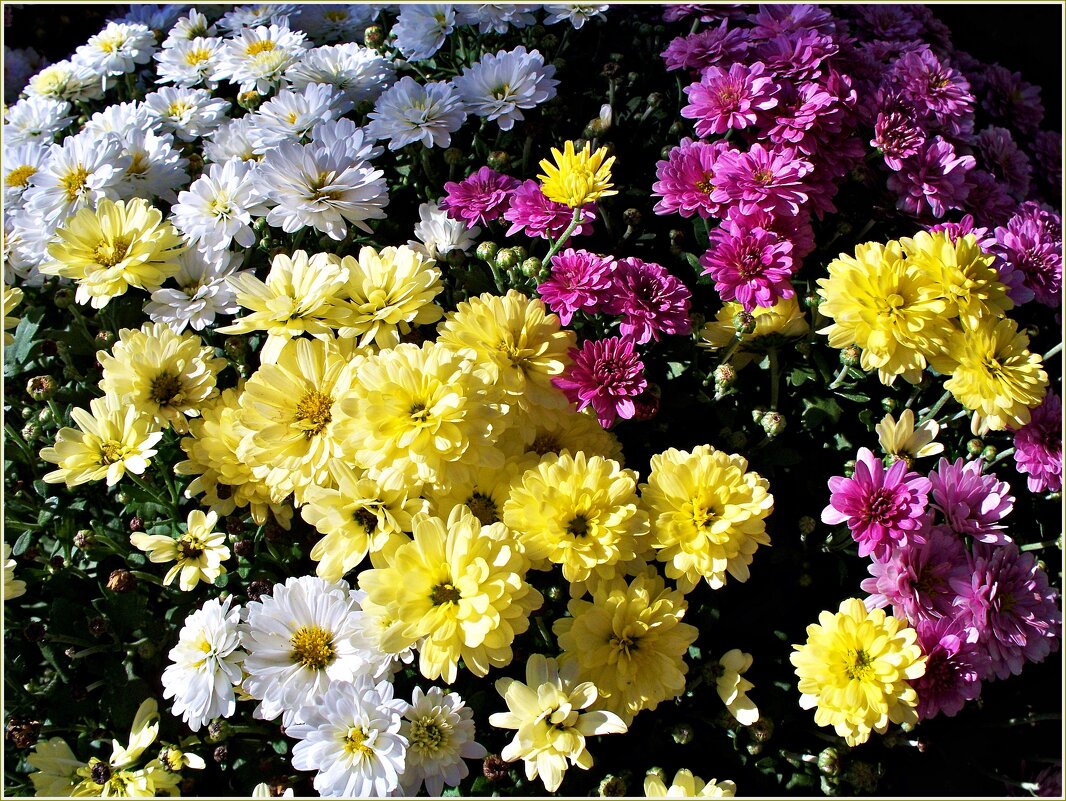 Осенние цветы. - Валерия Комова