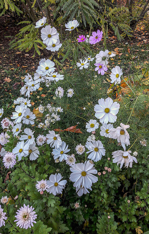 Цветы в ноябре! Прогулка по парку - Варвара Цветы в ноябре! Прогулка по парку - Варвара