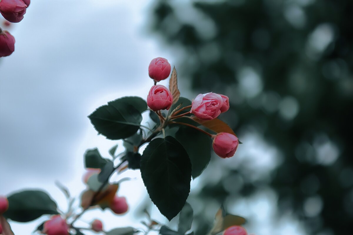 Яблоня в цвету - Анастасия Ильина