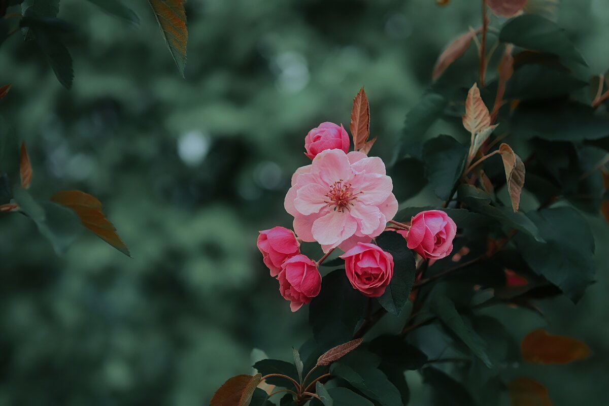 Яблоня в цвету - Анастасия Ильина