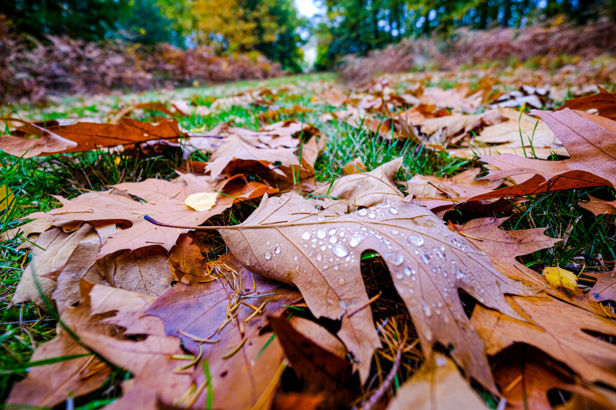 Осень в лесу - Георгий А